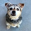 Thumbnail photo of Birdie #1