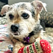 Thumbnail photo of Birdie #2