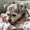 Thumbnail photo of Birdie #3