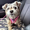 Thumbnail photo of Birdie #4