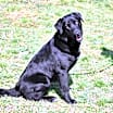 Thumbnail photo of Ace #1