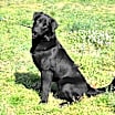 Thumbnail photo of Ace #3