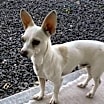 Thumbnail photo of Phineas #1
