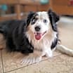 Thumbnail photo of Oakie #1