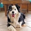 Thumbnail photo of Oakie #2