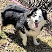 Thumbnail photo of Oakie #3