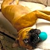 Thumbnail photo of Hermes #4