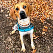 Thumbnail photo of Moose #4