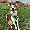 Thumbnail photo of Milo #1