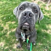 Thumbnail photo of Kato  #1