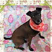Thumbnail photo of Sofi #1