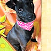 Thumbnail photo of Sofi #2