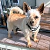 Thumbnail photo of Mylo Eli #1