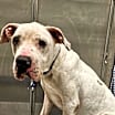 Thumbnail photo of Holly #3