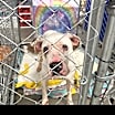 Thumbnail photo of Holly #4