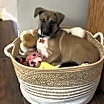 Thumbnail photo of Briar Marcum Pawsquad #2