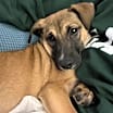 Thumbnail photo of Briar Marcum Pawsquad #3