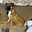 Thumbnail photo of Briar Marcum Pawsquad #4