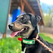 Thumbnail photo of Levi #2