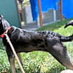Thumbnail photo of Levi #3