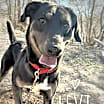 Thumbnail photo of Levi #4