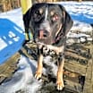 Thumbnail photo of Romeo #2