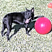 Thumbnail photo of Morticia #1
