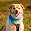 Thumbnail photo of Nala #1