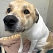 Thumbnail photo of Nala #2