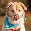 Thumbnail photo of Nala #4