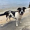 Thumbnail photo of Nala #1