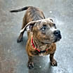 Thumbnail photo of Toby #1