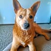 Thumbnail photo of Cheeto #1
