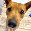 Thumbnail photo of Cheeto #2