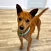 Thumbnail photo of Cheeto #3