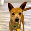 Thumbnail photo of Cheeto #4