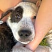 Thumbnail photo of Bode #3