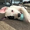 Thumbnail photo of Bode #4