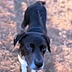 Thumbnail photo of Darcy #1