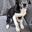Thumbnail photo of Darcy #3