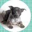 Thumbnail photo of Dapper DUKE #2