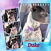 Thumbnail photo of Dapper DUKE #3