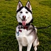 Thumbnail photo of Padme #1