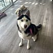 Thumbnail photo of Padme #2
