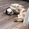 Thumbnail photo of Padme #4