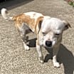 Thumbnail photo of Snoopy #3