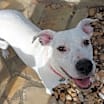 Thumbnail photo of Boo #2