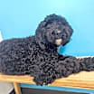 Thumbnail photo of Bailey #1