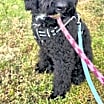 Thumbnail photo of Bailey #2