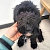 Thumbnail photo of Bailey #4